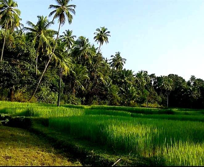 Vivaresidence Homestay Alappuzha Kültér fotó